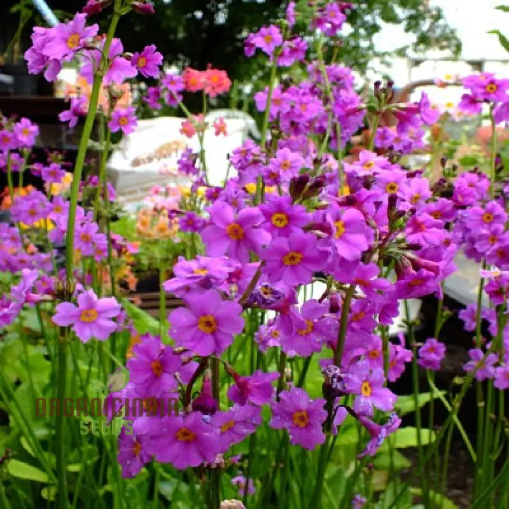 Primula Poissonii Flower Seeds For Planting, Adding Lush Purple Blooms to Your Garden - Image 4