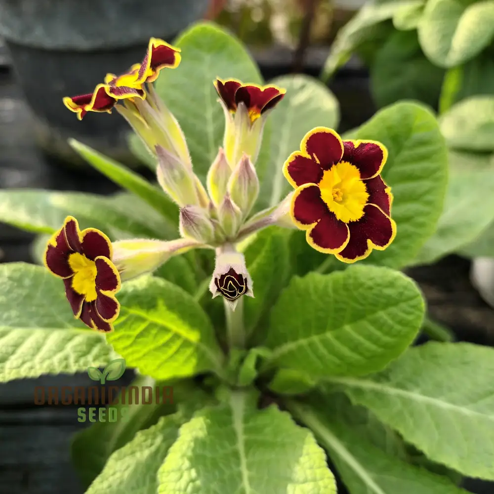 Primula Veris 'Gold Laced Reds' Flower Seeds For Planting, Striking Red and Gold Blooms for Your Garden