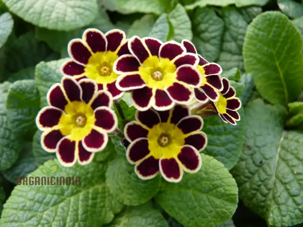Primula Veris 'Gold Laced Reds' Flower Seeds For Planting, Striking Red and Gold Blooms for Your Garden - Image 3