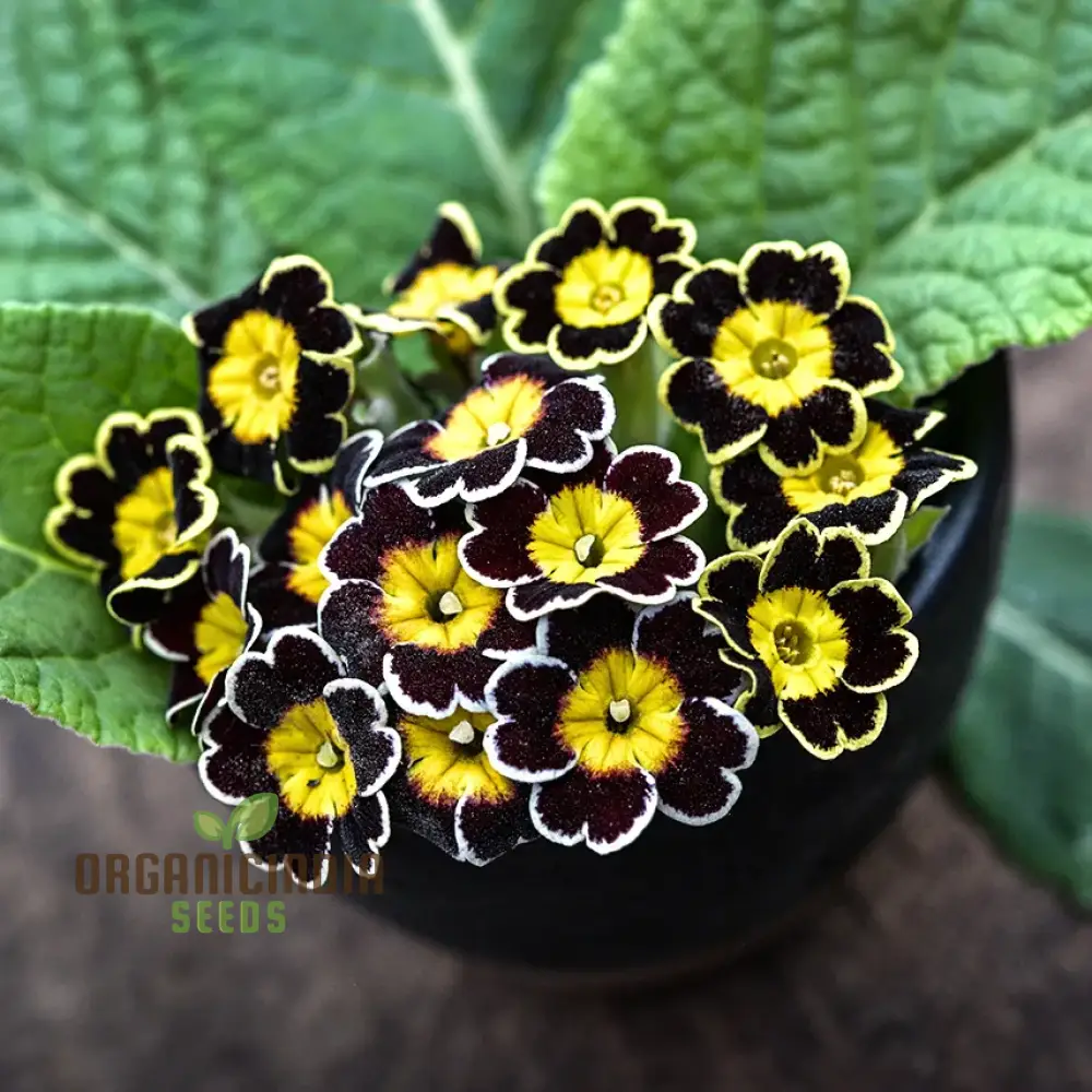 Primula Veris 'Gold Laced Reds' Flower Seeds For Planting, Striking Red and Gold Blooms for Your Garden - Image 4