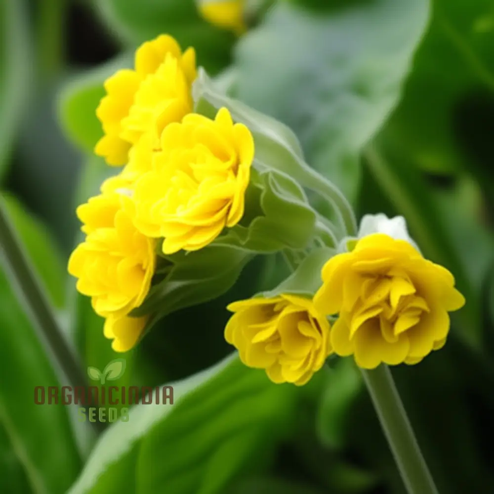 Primula Veris 'Hose-in-Hose' Flower Seeds For Planting, Unique Double Blooms for Your Garden