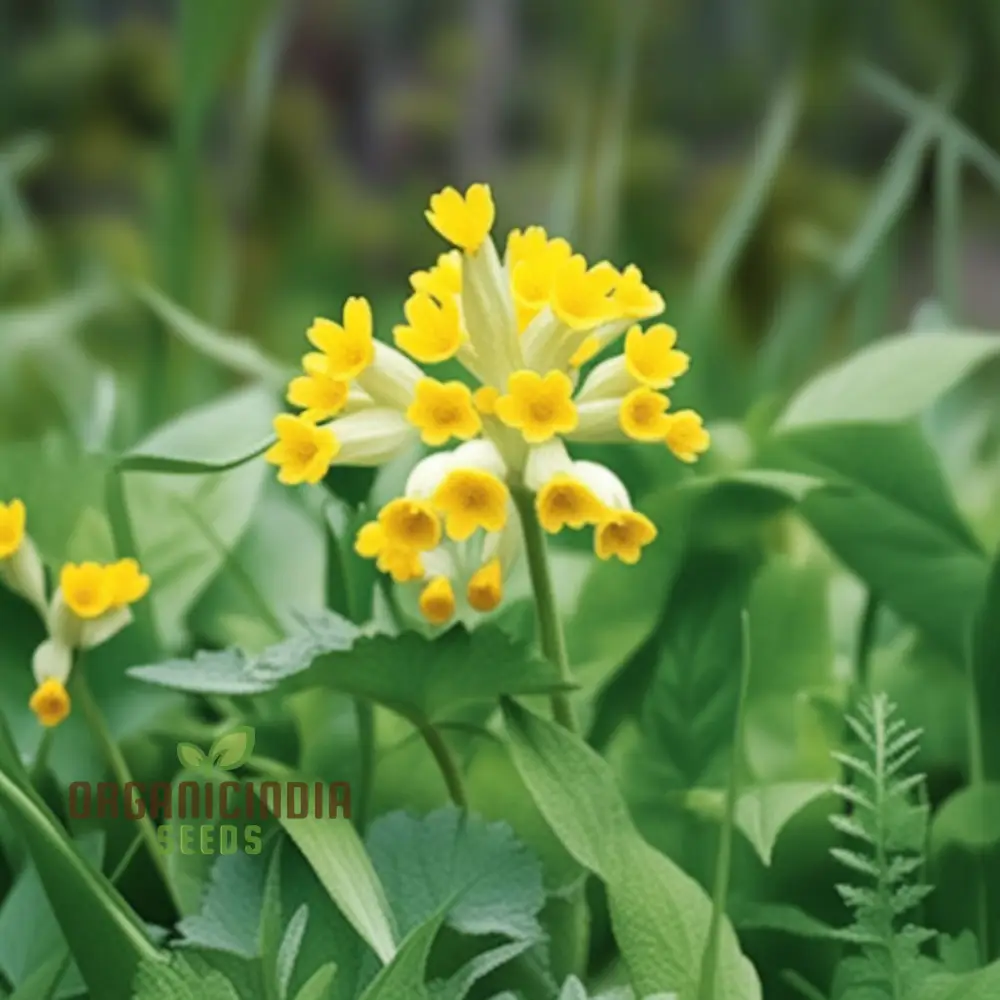 Primula Veris 'Hose-in-Hose' Flower Seeds For Planting, Unique Double Blooms for Your Garden - Image 3