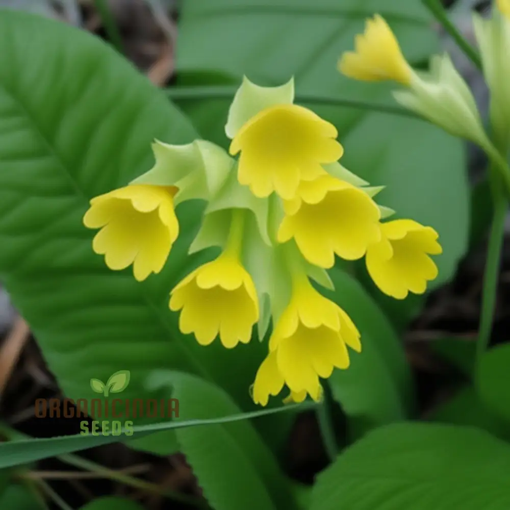 Primula Veris 'Hose-in-Hose' Flower Seeds For Planting, Unique Double Blooms for Your Garden - Image 4