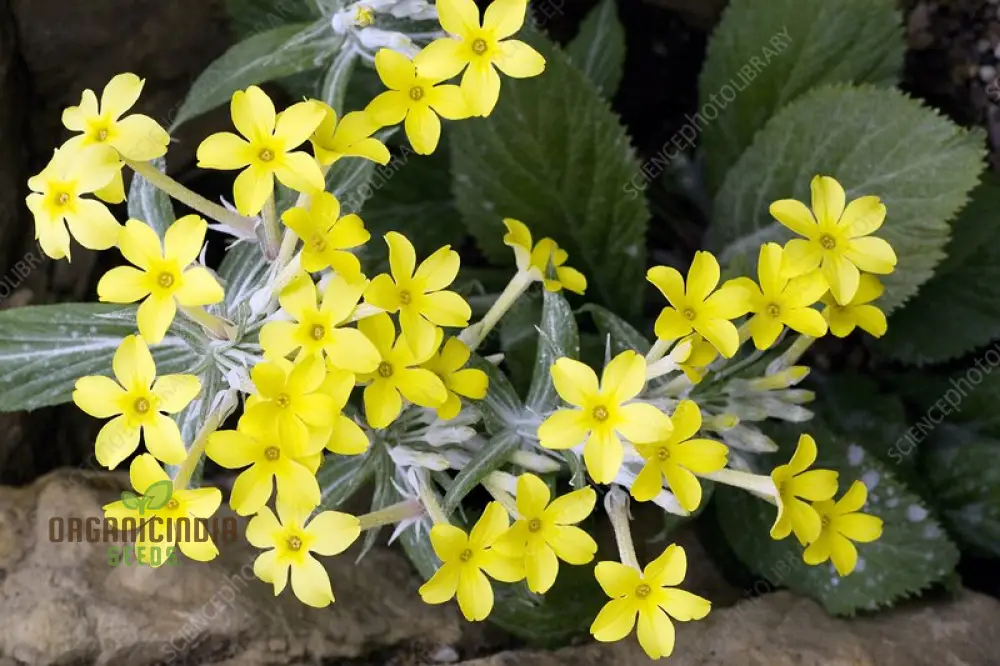 Primula Verticillata Flower Seeds For Planting, Cultivating Whorled Beauty in Your Garden