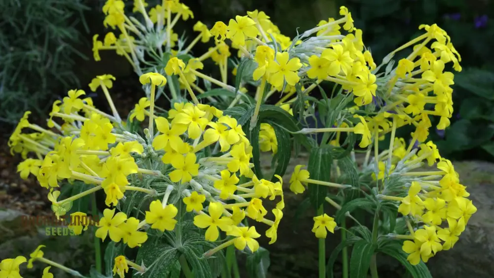 Primula Verticillata Flower Seeds For Planting, Cultivating Whorled Beauty in Your Garden - Image 3