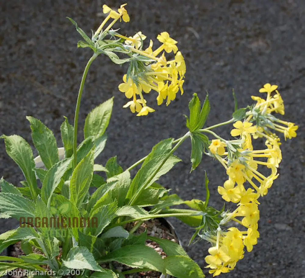 Primula Verticillata Flower Seeds For Planting, Cultivating Whorled Beauty in Your Garden - Image 4