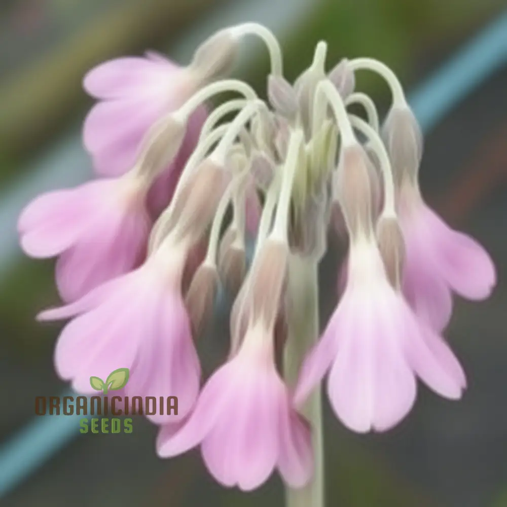 Primula Waltonii Flower Seeds For Planting, Charming Blooms for Your Garden