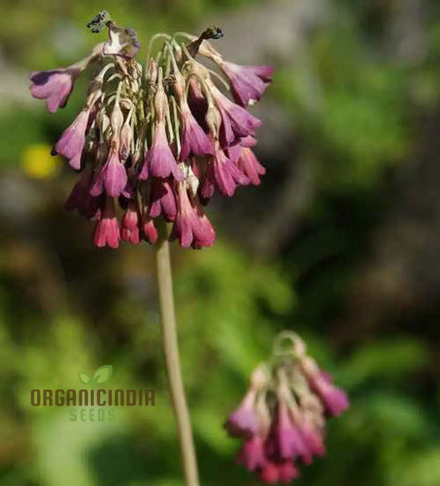 Primula Waltonii Flower Seeds For Planting, Charming Blooms for Your Garden - Image 3