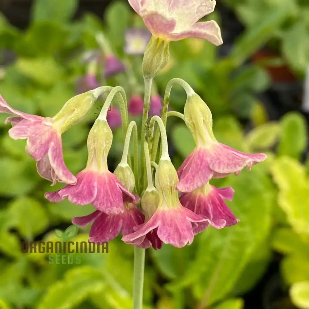 Primula Waltonii Flower Seeds For Planting, Charming Blooms for Your Garden - Image 4