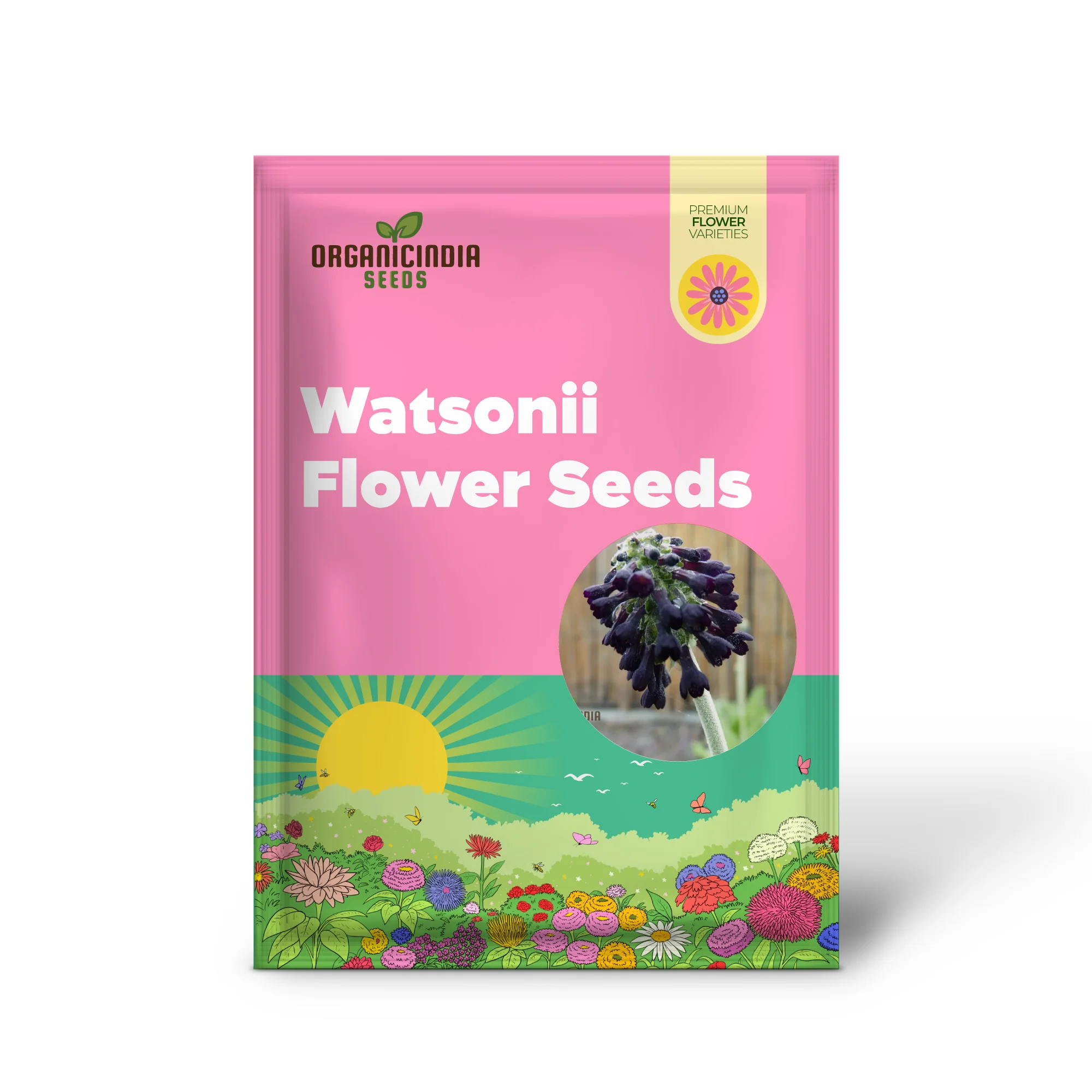 Primula Watsonii Flower Seeds For Planting, Graceful and Resilient Blooms for Your Garden - Image 2