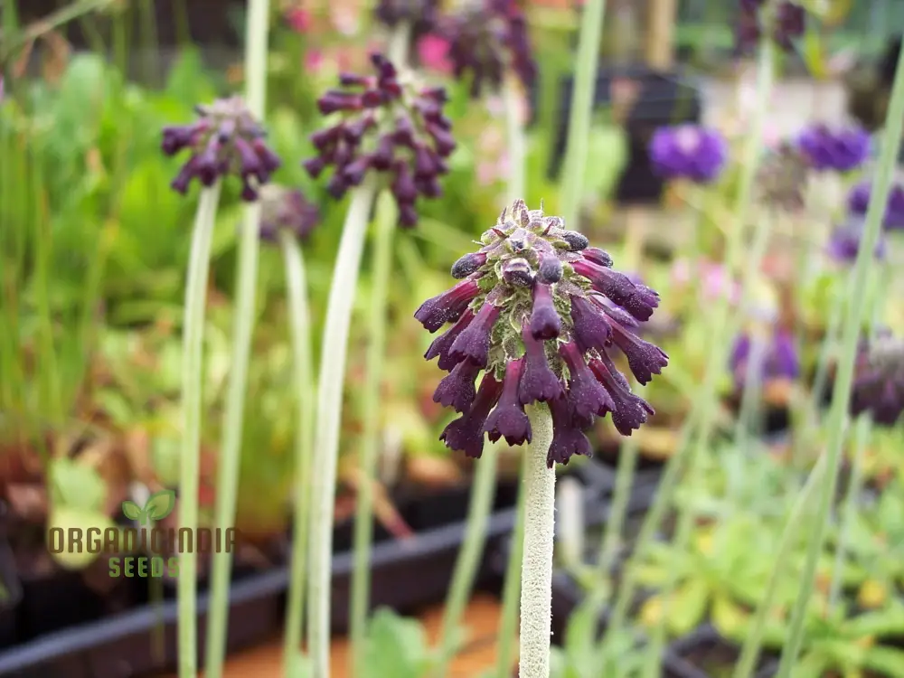 Primula Watsonii Flower Seeds For Planting, Graceful and Resilient Blooms for Your Garden - Image 3
