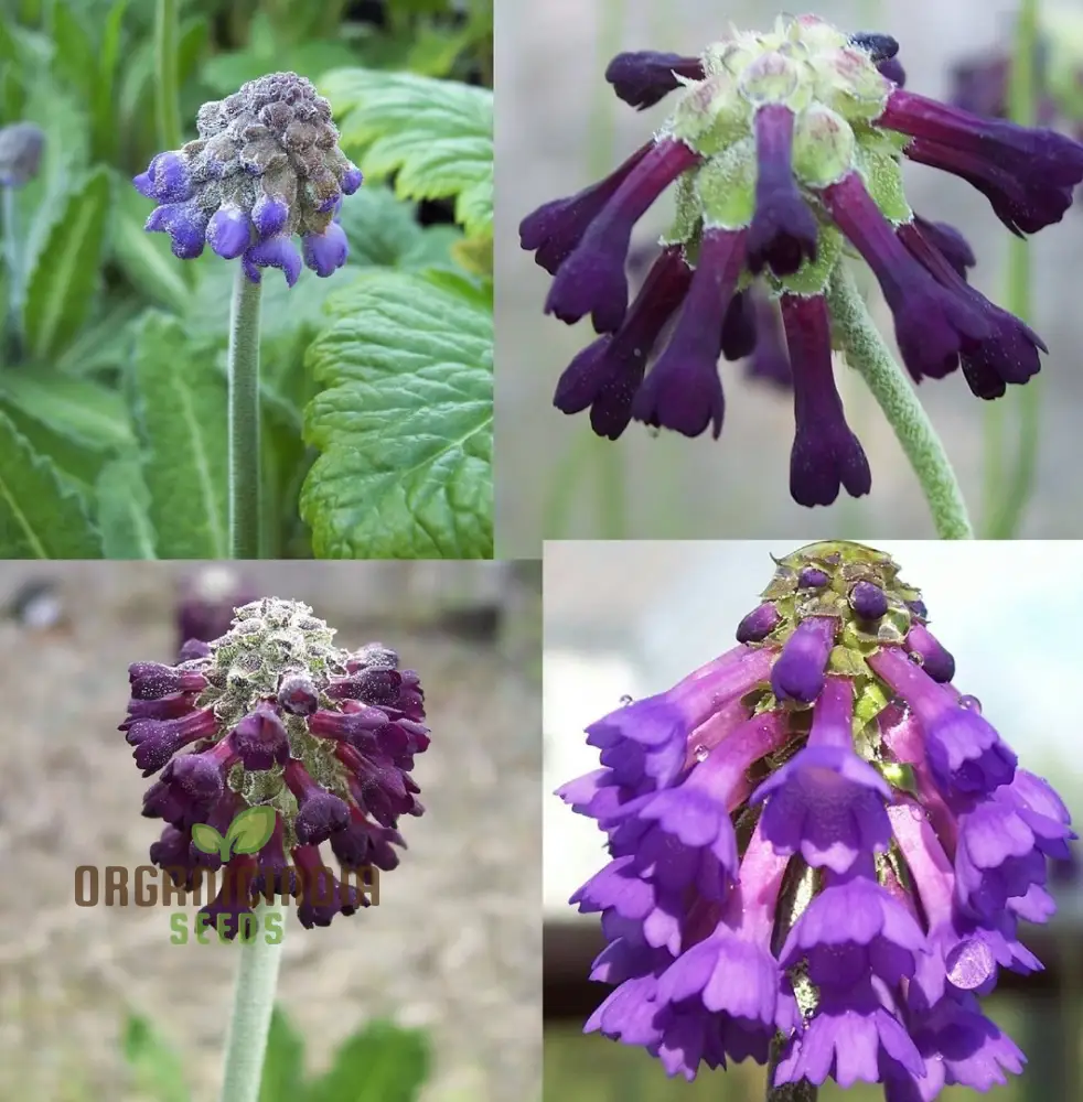 Primula Watsonii Flower Seeds For Planting, Graceful and Resilient Blooms for Your Garden - Image 4
