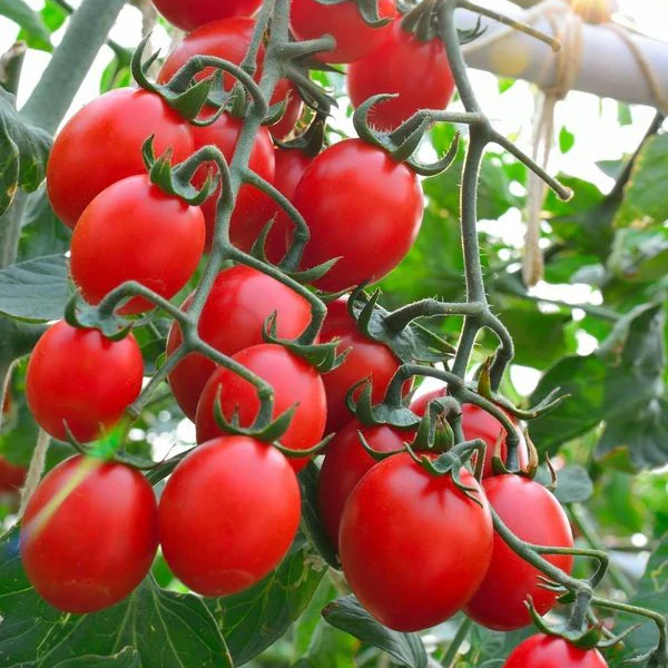 Principe Borghese Tomato Seeds – Heirloom Italian Drying Tomato for Rich Flavor