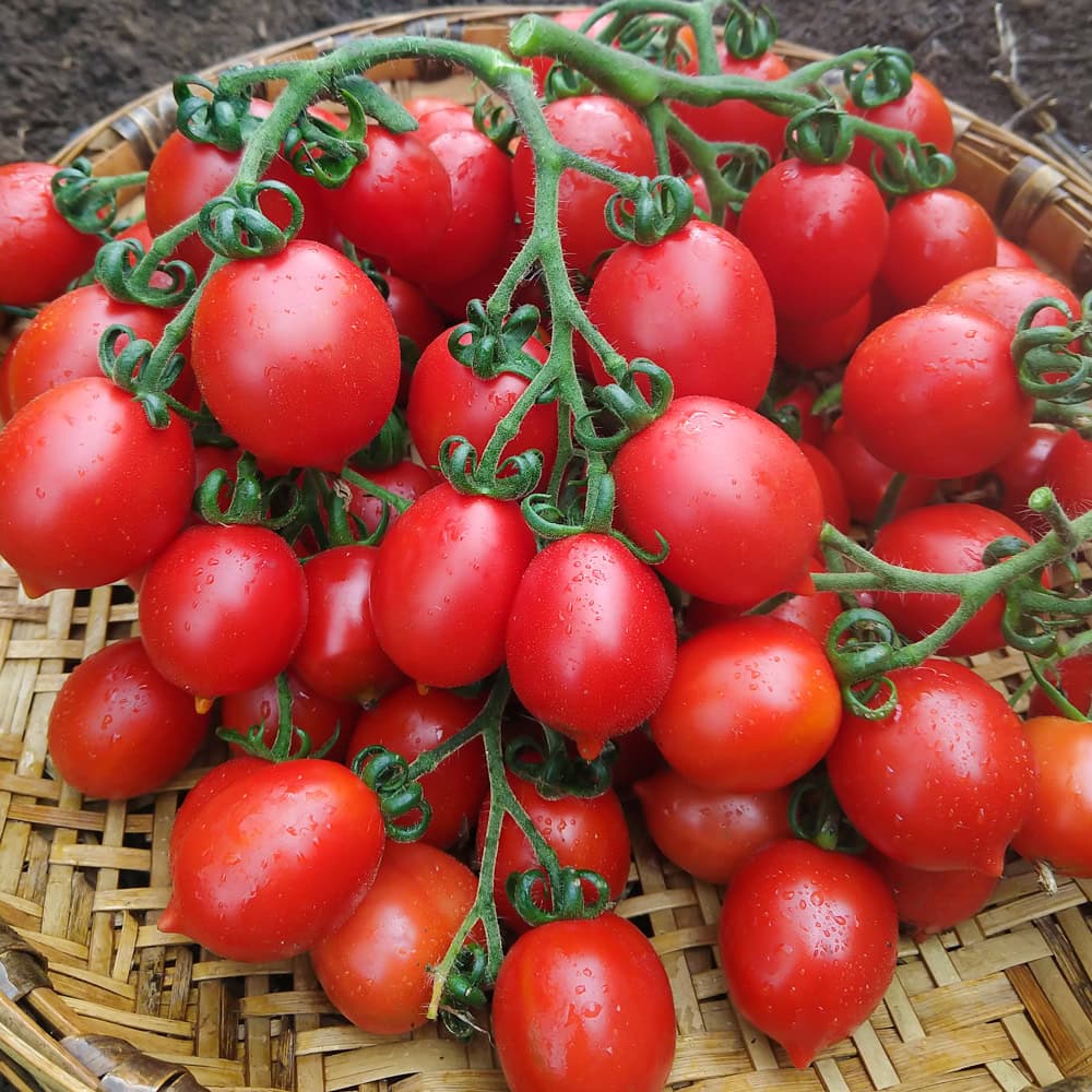 Principe Borghese Tomato Seeds – Heirloom Italian Drying Tomato for Rich Flavor - Image 2