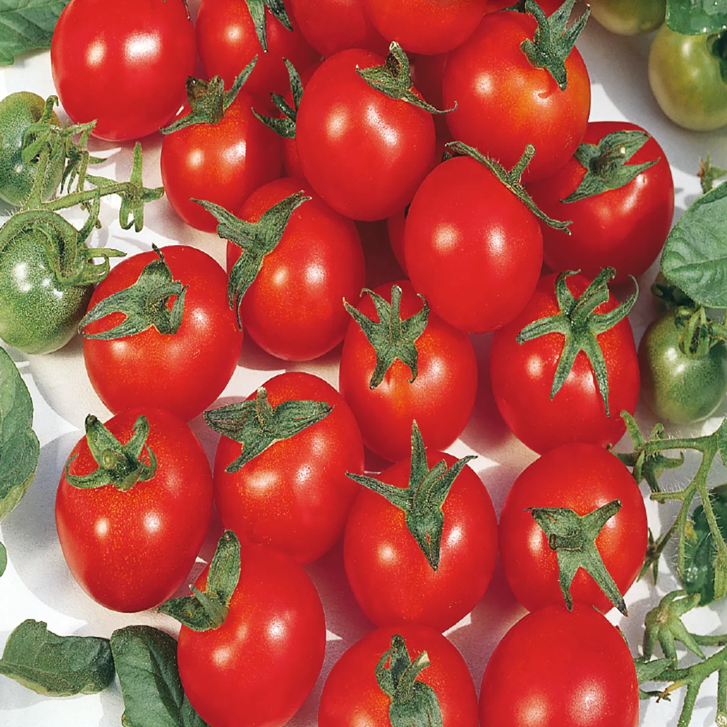 Principe Borghese Tomato Seeds – Heirloom Italian Drying Tomato for Rich Flavor - Image 3
