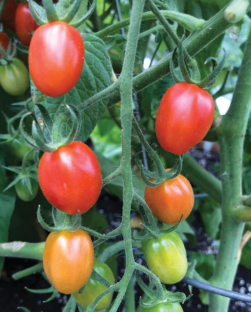 Principe Borghese Tomato Seeds – Heirloom Italian Drying Tomato for Rich Flavor - Image 4