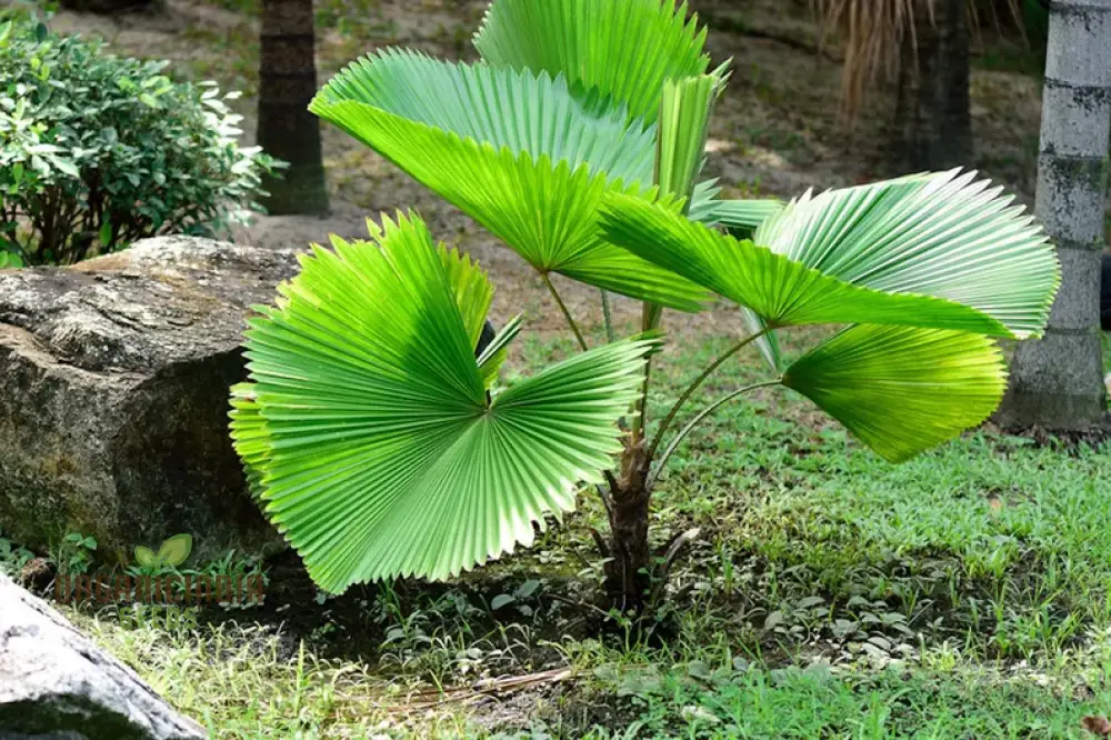 Pritchardia Grandis Seeds For Planting, Growing Majestic Palms for Your Garden