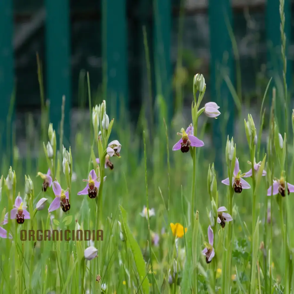 Procumbent Bee Orchid Seeds, Grow Exquisite Flowers at Home and Garden, Discover the Beauty Orchid Flower Seeds