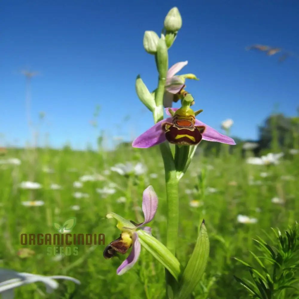 Procumbent Bee Orchid Seeds, Grow Exquisite Flowers at Home and Garden, Discover the Beauty Orchid Flower Seeds - Image 3