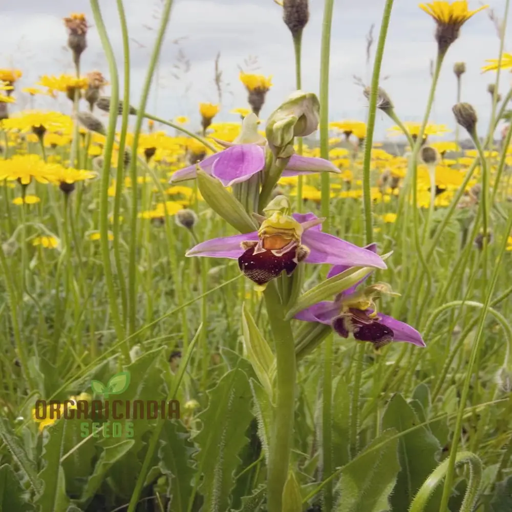 Procumbent Bee Orchid Seeds, Grow Exquisite Flowers at Home and Garden, Discover the Beauty Orchid Flower Seeds - Image 4
