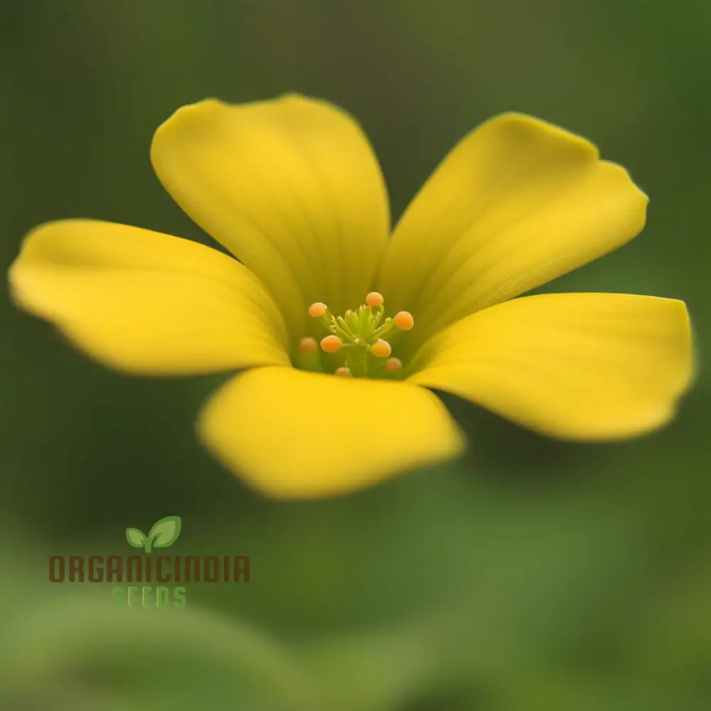 Procumbent Yellow-Sorrel Seeds – Vibrant Yellow Blooms for Garden Planting