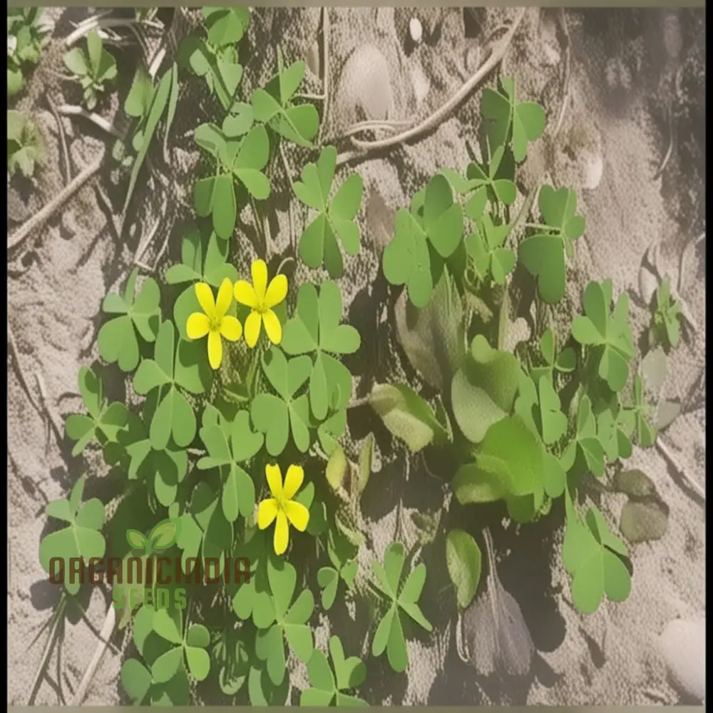 Procumbent Yellow-Sorrel Seeds – Vibrant Yellow Blooms for Garden Planting - Image 2