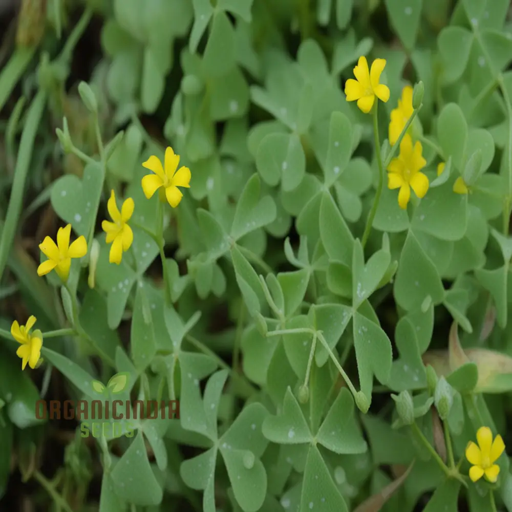 Procumbent Yellow-Sorrel Seeds – Vibrant Yellow Blooms for Garden Planting - Image 4