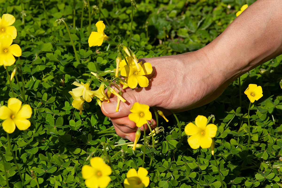 Procumbent Yellow-Sorrel Seeds – Vibrant Yellow Blooms for Garden Planting - Image 5