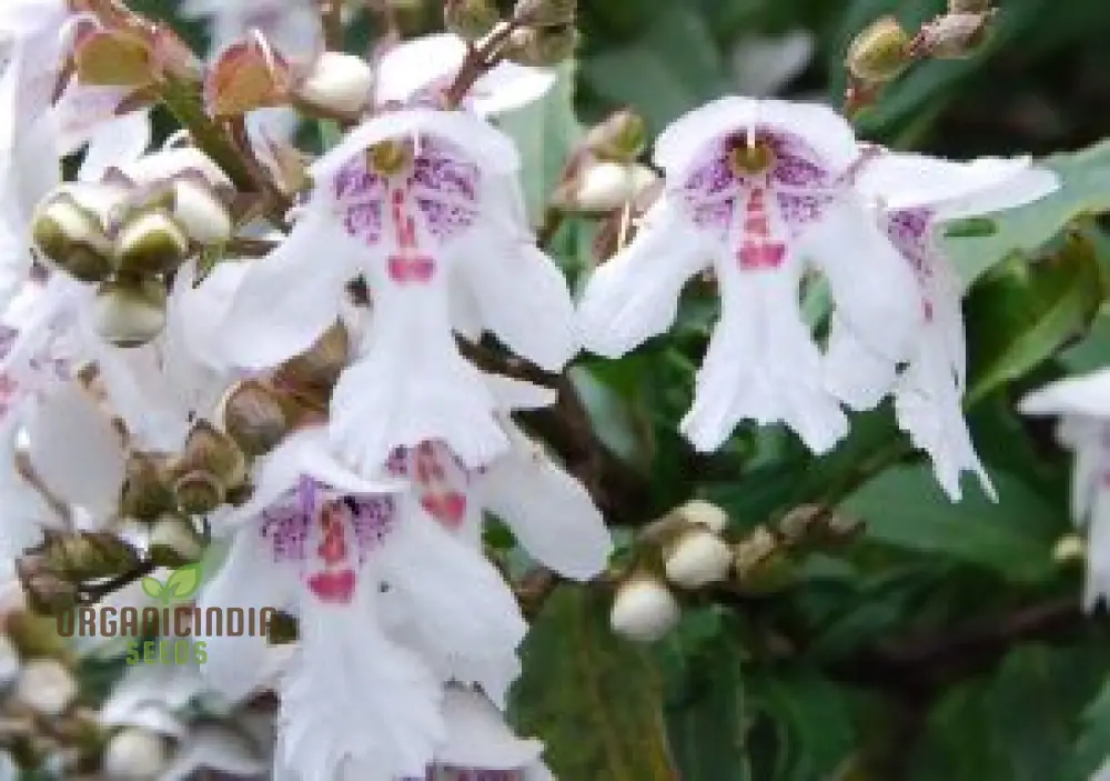Prostanthera Lasianthos Flower Seeds For Planting, Cultivating Beautifully Fragrant Blooms for Your Garden