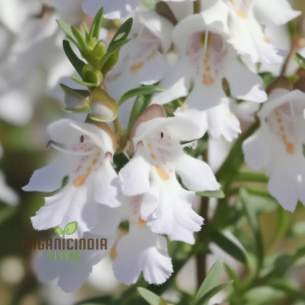 Prostanthera Lasianthos Flower Seeds For Planting, Cultivating Beautifully Fragrant Blooms for Your Garden - Image 3