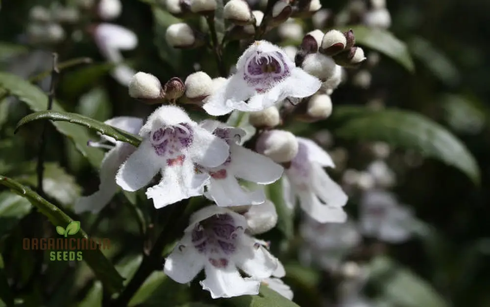 Prostanthera Lasianthos Flower Seeds For Planting, Cultivating Beautifully Fragrant Blooms for Your Garden - Image 4