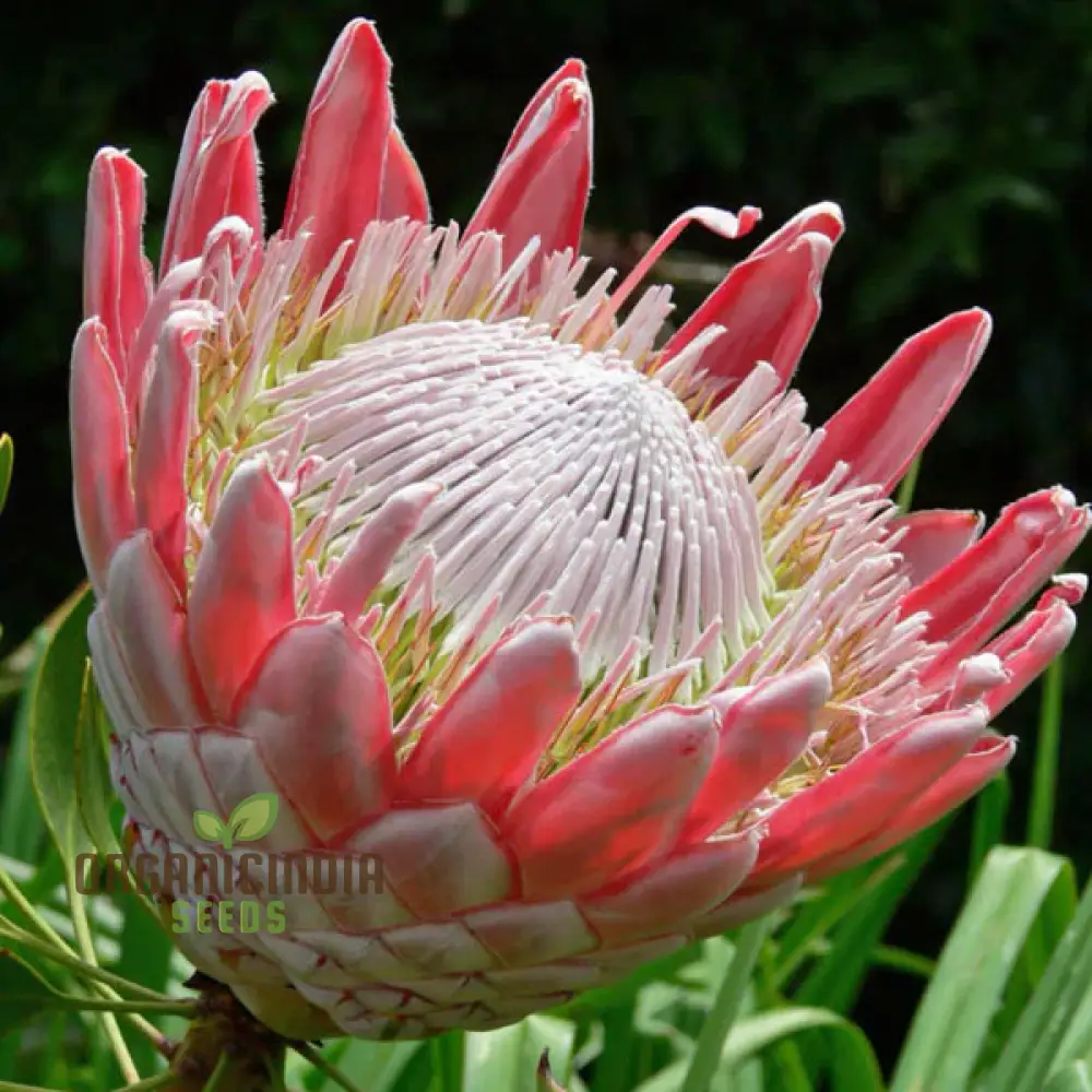 Protea Cynaroides Seeds Grow the Majestic King Protea in Your Garden