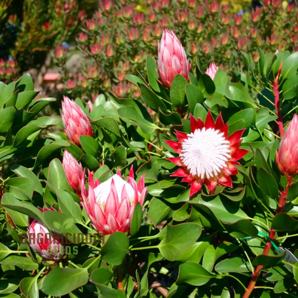 Protea Cynaroides Seeds Grow the Majestic King Protea in Your Garden - Image 3