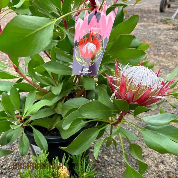 Protea Cynaroides Seeds Grow the Majestic King Protea in Your Garden - Image 4