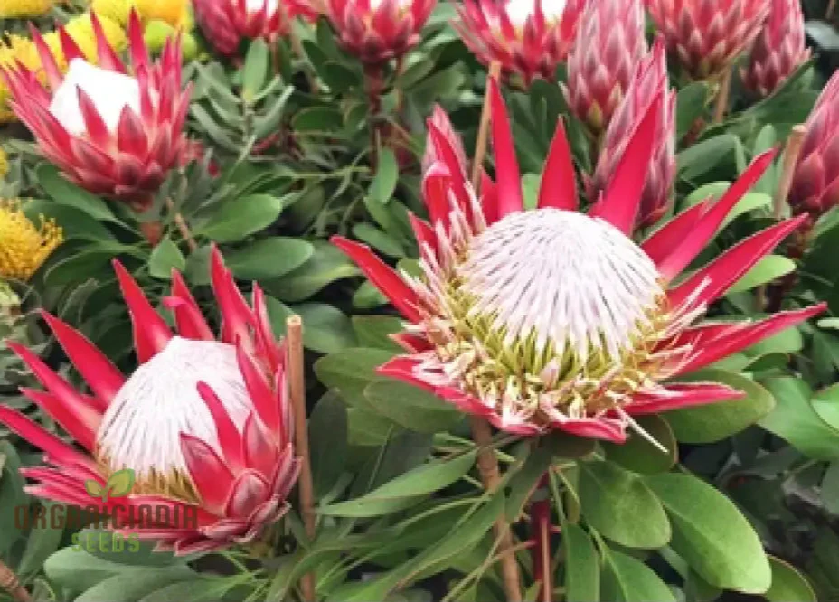 Protea Cynaroides Seeds Grow the Majestic King Protea in Your Garden - Image 5
