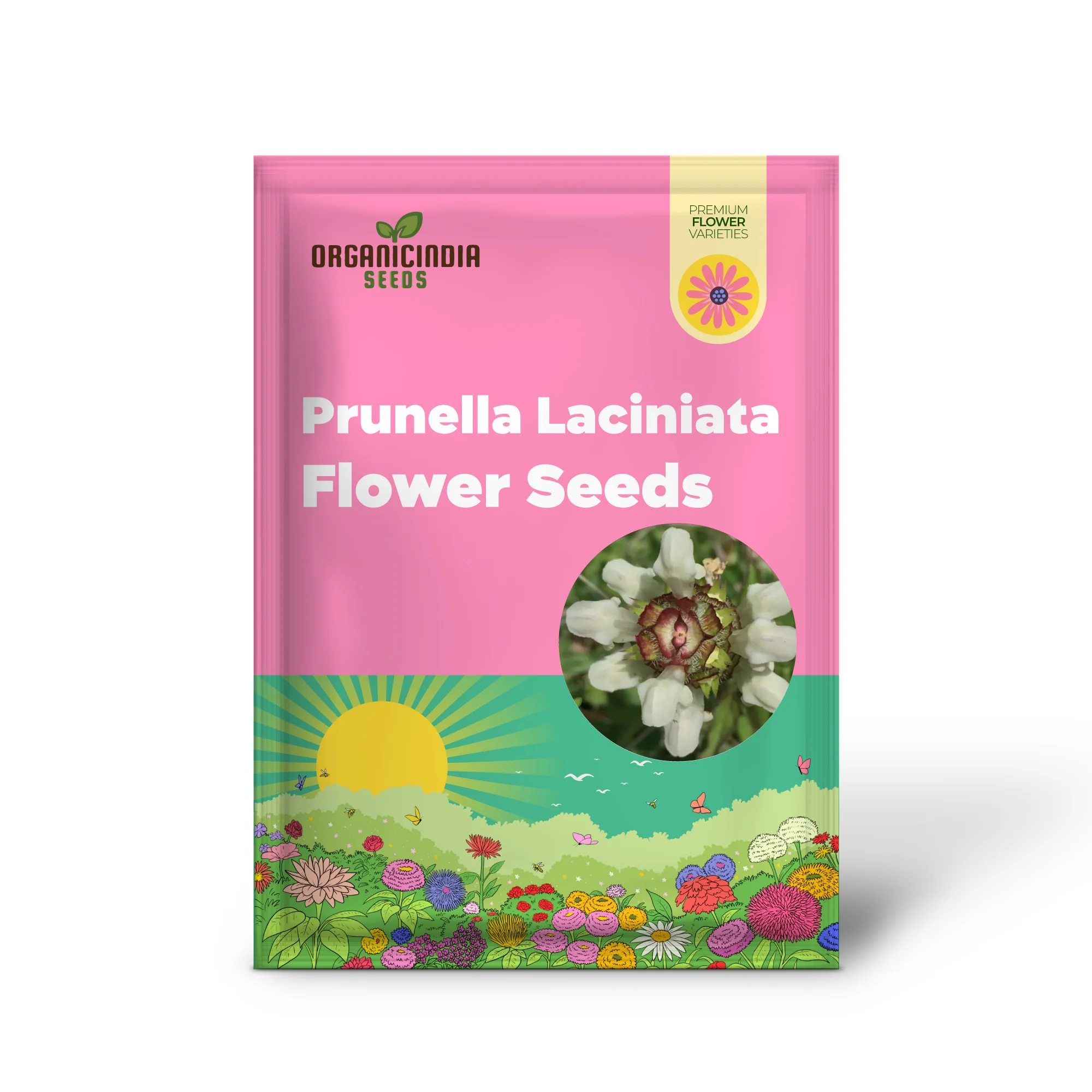 Prunella Laciniata Flower Seeds For Planting, Adding Unique Texture and Beauty to Your Garden - Image 2