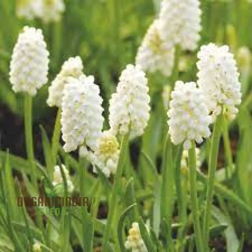 Pseudomuscari Azureum Alba Flower Seeds For Planting, Stunning Blue and White Blooms for Your Garden