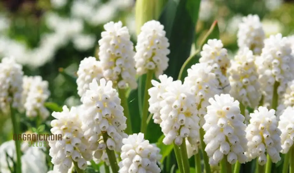 Pseudomuscari Azureum Alba Flower Seeds For Planting, Stunning Blue and White Blooms for Your Garden - Image 3
