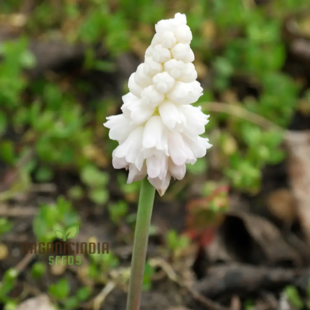 Pseudomuscari Azureum Alba Flower Seeds For Planting, Stunning Blue and White Blooms for Your Garden - Image 4