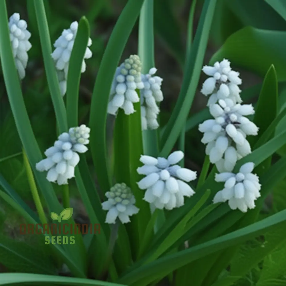 Pseudomuscari Pallens Flower Seeds For Planting, Delicate and Charming Blooms for Your Garden