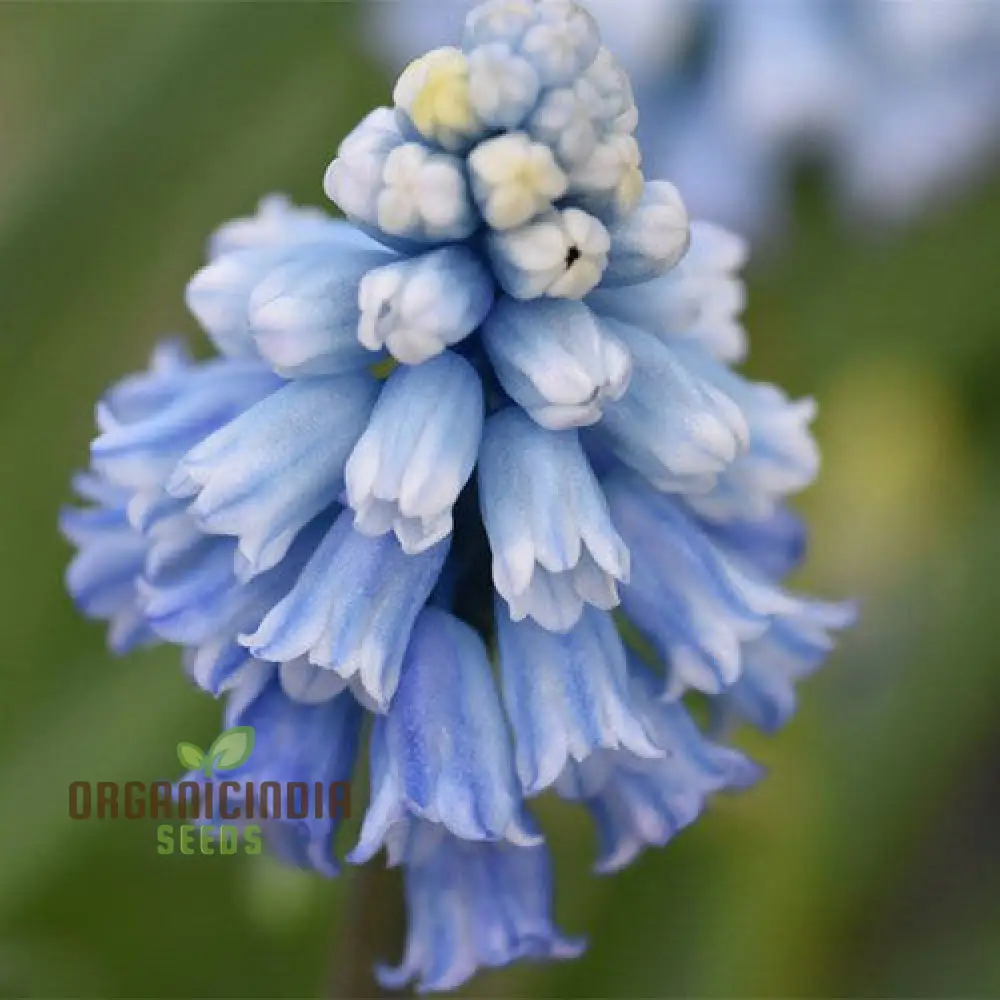 Pseudomuscari Pallens Flower Seeds For Planting, Delicate and Charming Blooms for Your Garden - Image 3