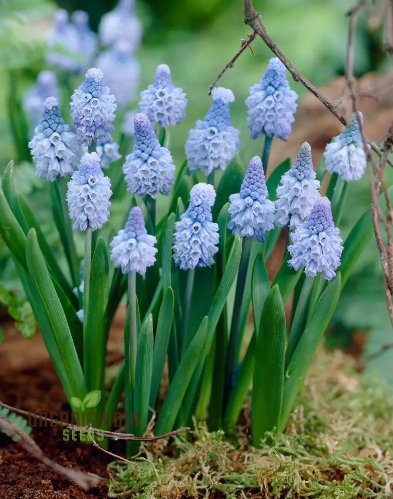 Pseudomuscari Pallens Flower Seeds For Planting, Delicate and Charming Blooms for Your Garden - Image 4