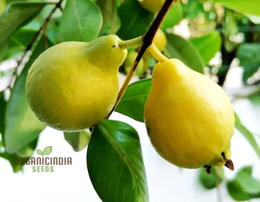 Psidium Acutangulum (Guava) Fruit ,Seeds For Planting Growing Exotic and Flavorful Fruits