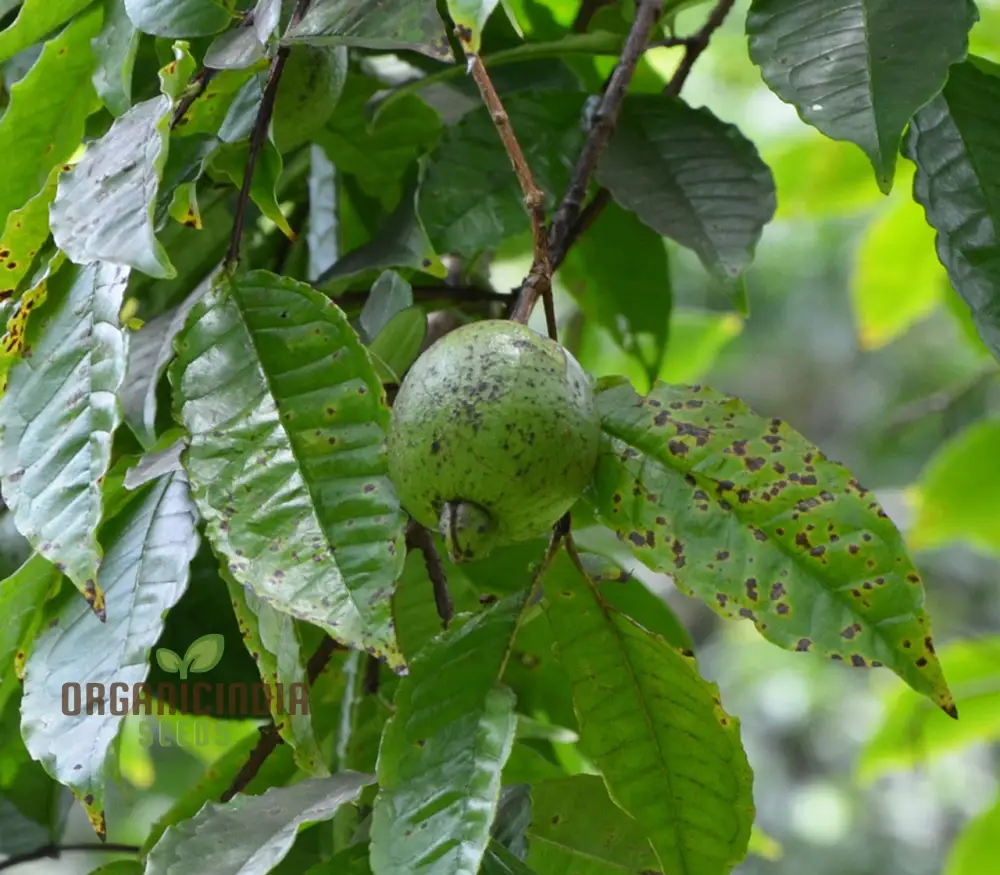 Psidium Acutangulum (Guava) Fruit ,Seeds For Planting Growing Exotic and Flavorful Fruits - Image 3