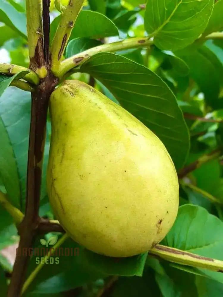 Psidium Acutangulum (Guava) Fruit ,Seeds For Planting Growing Exotic and Flavorful Fruits - Image 4