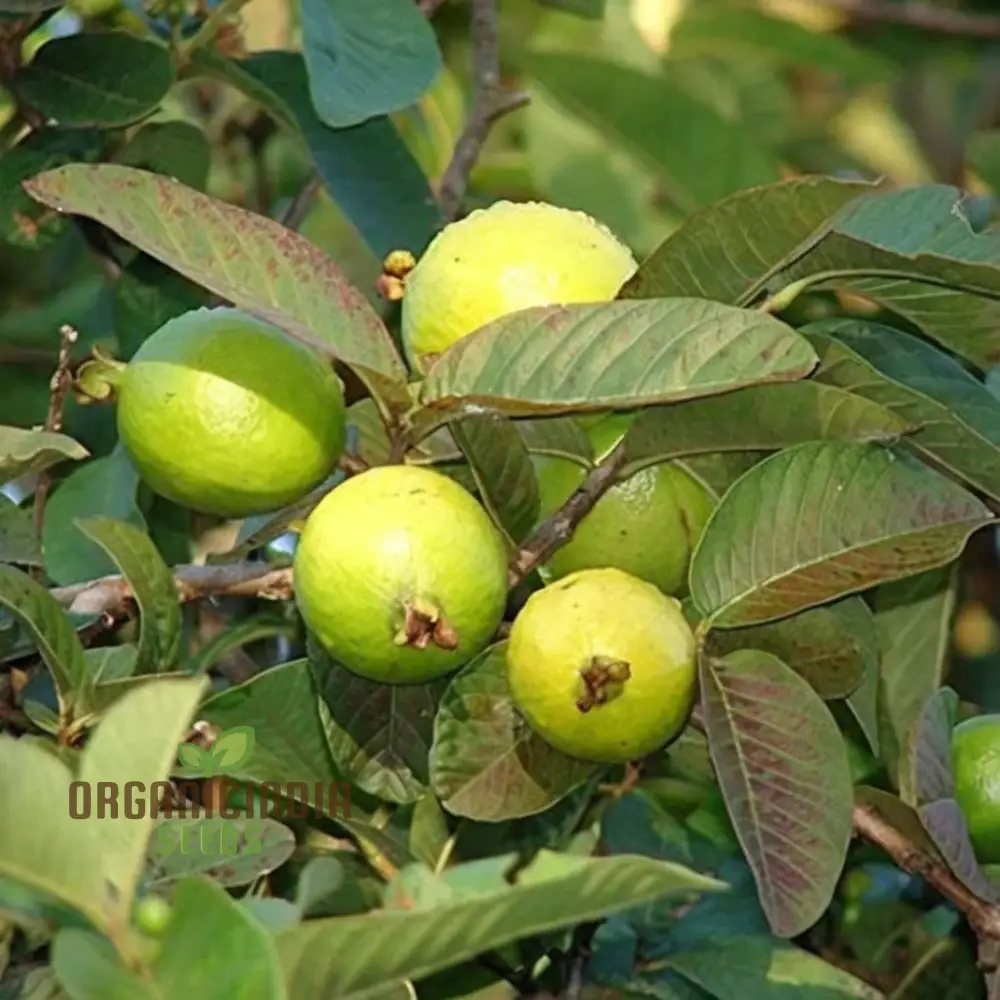 Psidium Guajava (Guava) Fruit Seeds, Expert Planting and Gardening Guide for Abundant and Nutritious Harvests