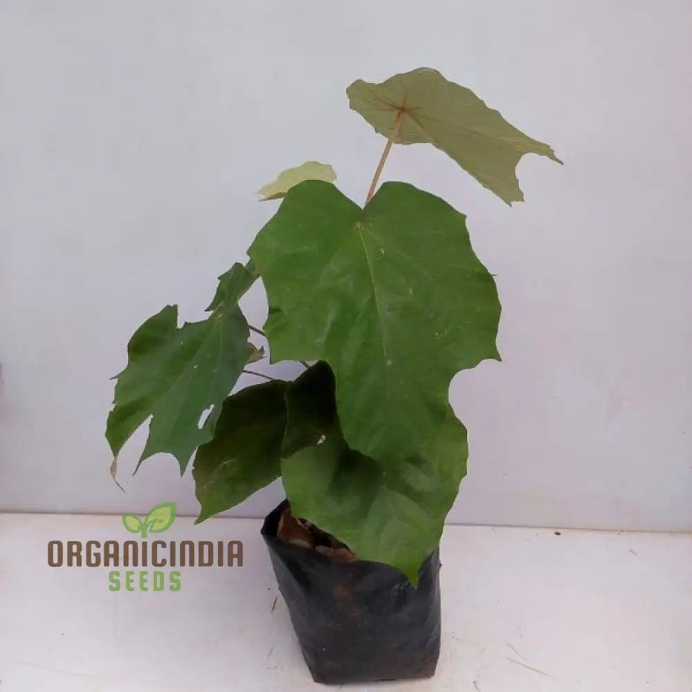 Pterospermum Acerifolium Tree Seeds For Planting, Growing Majestic Trees with Maple-like Leaves