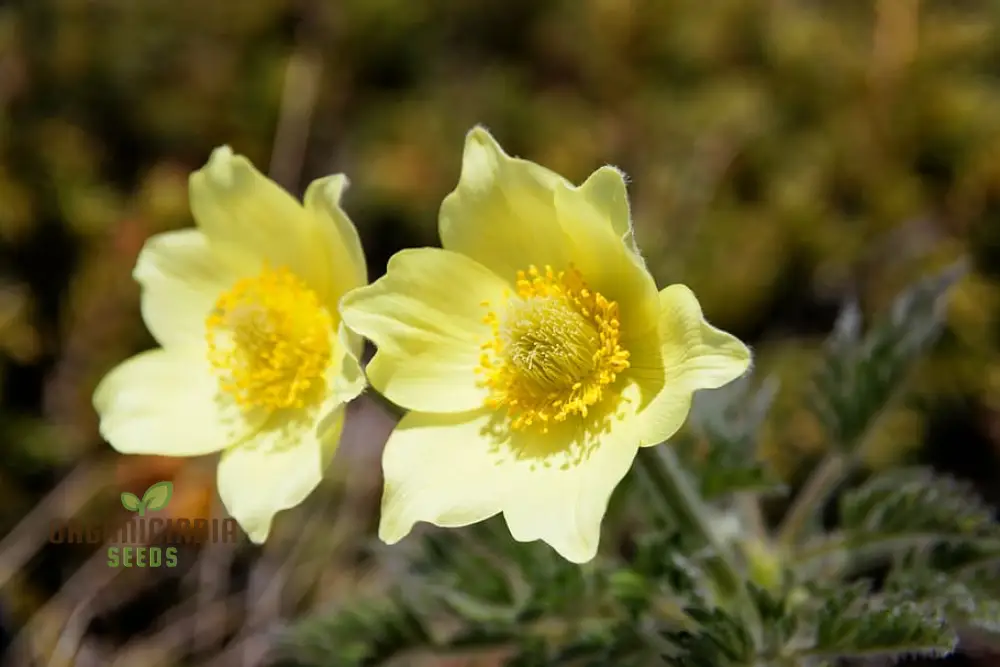 Pulsatilla Alpina Apiifolia Flower Seeds For Planting, Alpine Beauty with Delicate Blooms for Your Garden