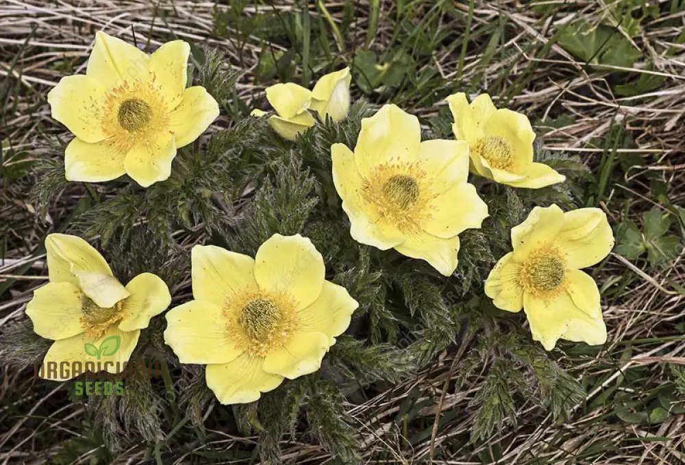 Pulsatilla Alpina Apiifolia Flower Seeds For Planting, Alpine Beauty with Delicate Blooms for Your Garden - Image 3