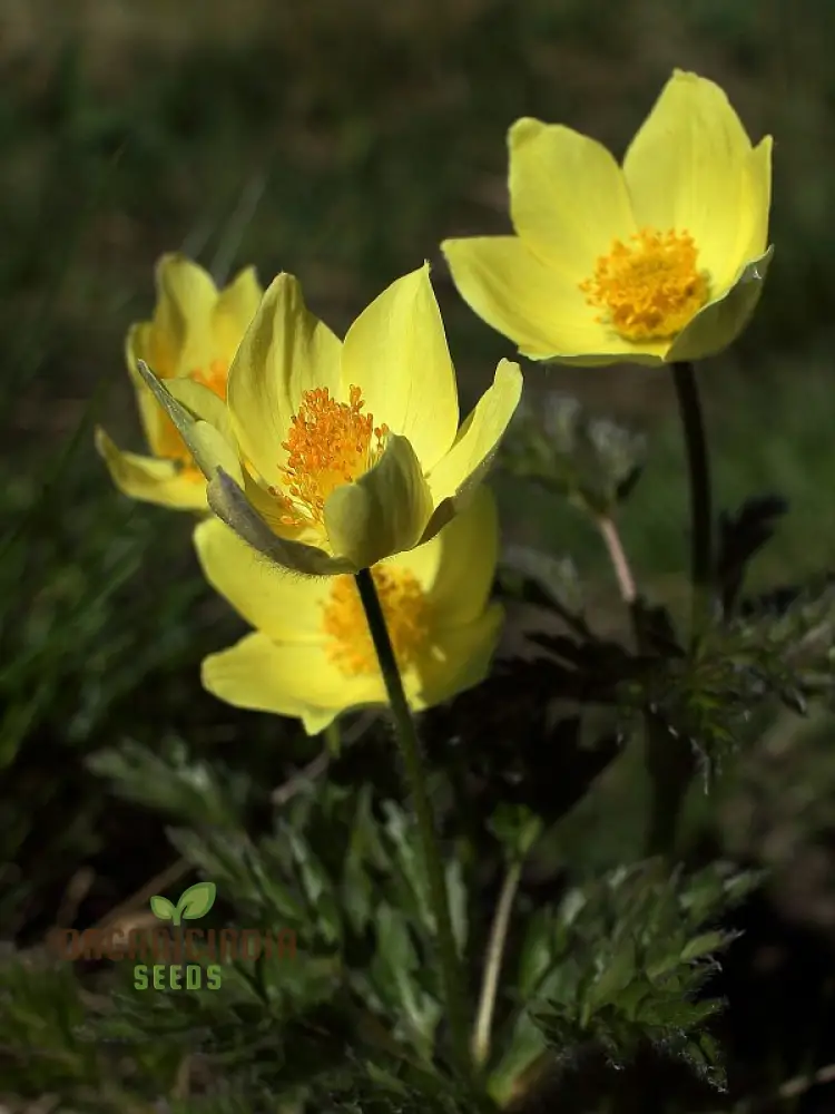 Pulsatilla Alpina Apiifolia Flower Seeds For Planting, Alpine Beauty with Delicate Blooms for Your Garden - Image 4